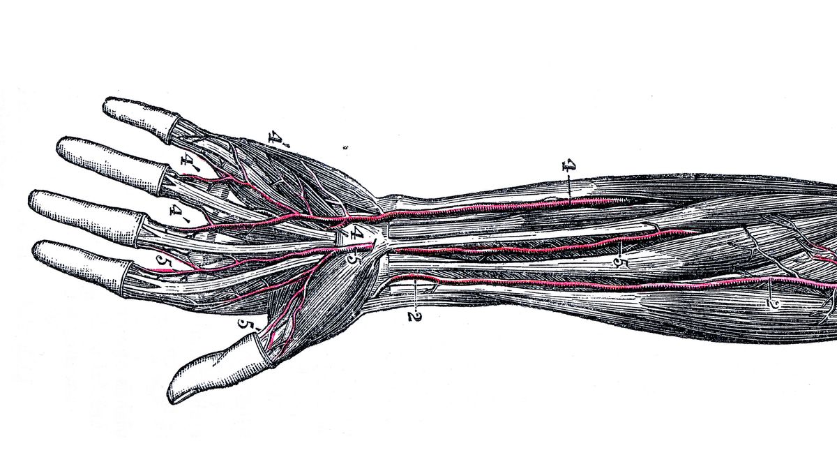 More humans are growing an extra blood vessel in our arm that 'feeds ...