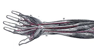 Here, the major arteries in the forearm, including the median artery in the center.