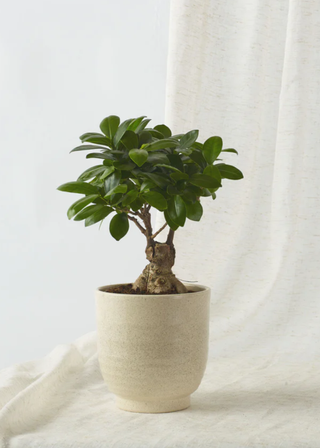 A ficus bonsai placed on a cream/white colored drape in a ceramic cream planter.