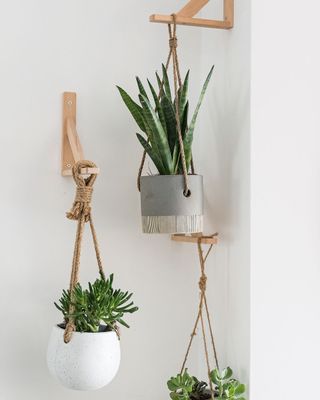 white wall with wooden hanger and plant pots hanging