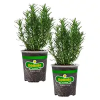 Bonnie Plants Rosemary, 2 pack Bonnie Plants Rosemary, 2 pack