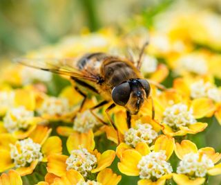 hoverfly resting on yellow yarrow flower head