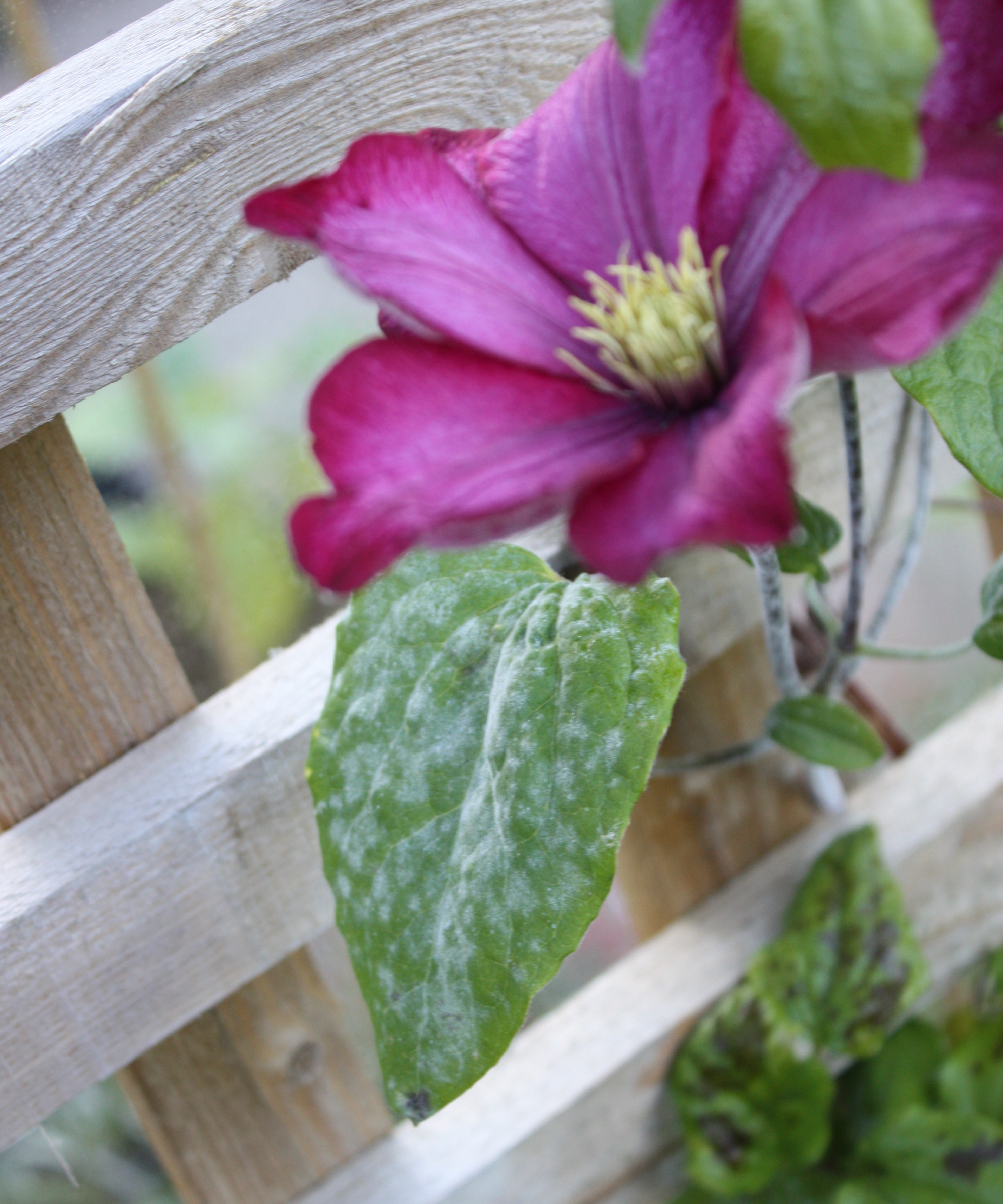 powdery mildew on a clematis leaf