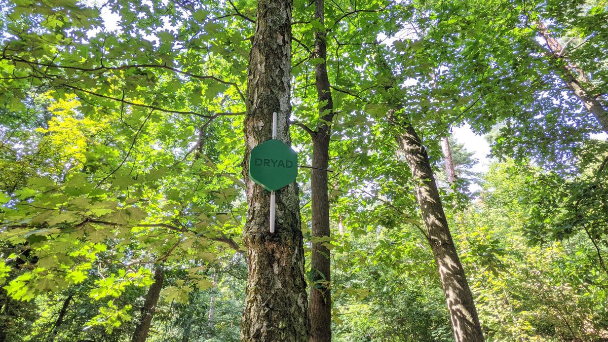 A Silvanet sensor hanging on a tree