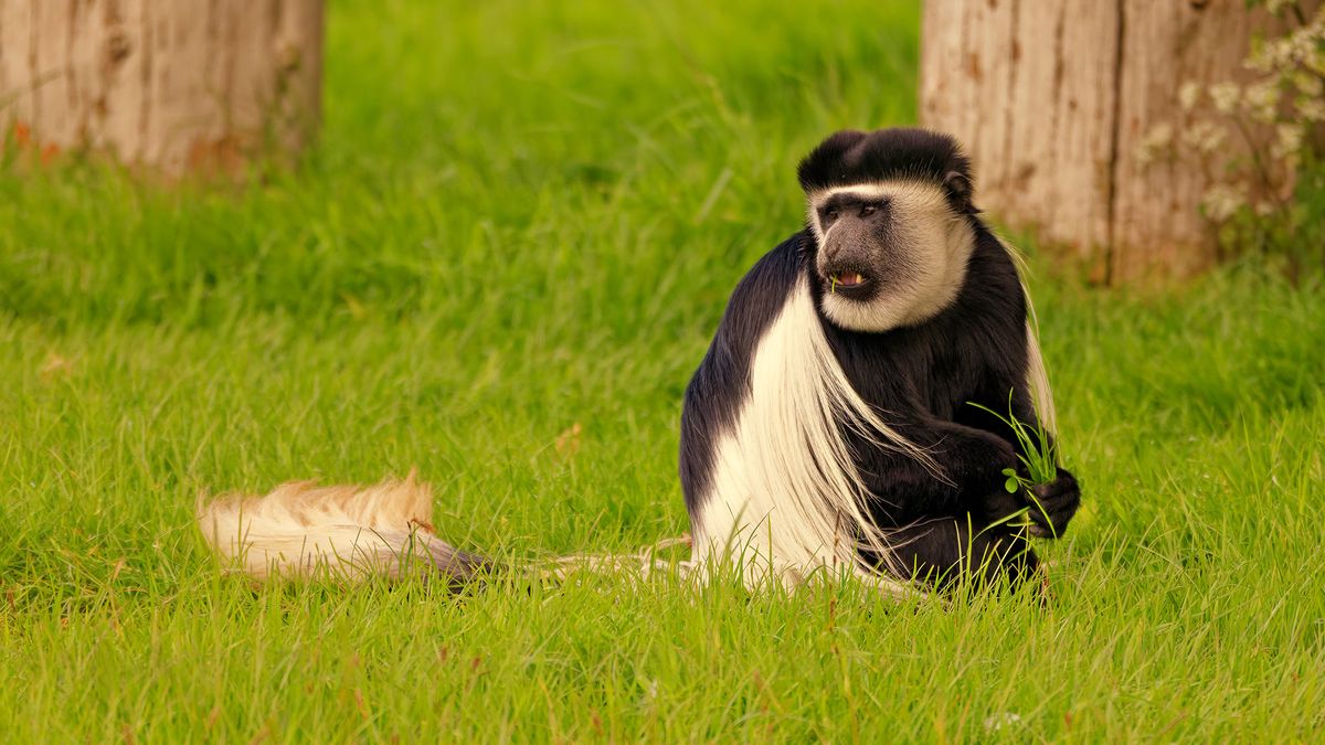 Various animals shot from the safari boat at Longleat