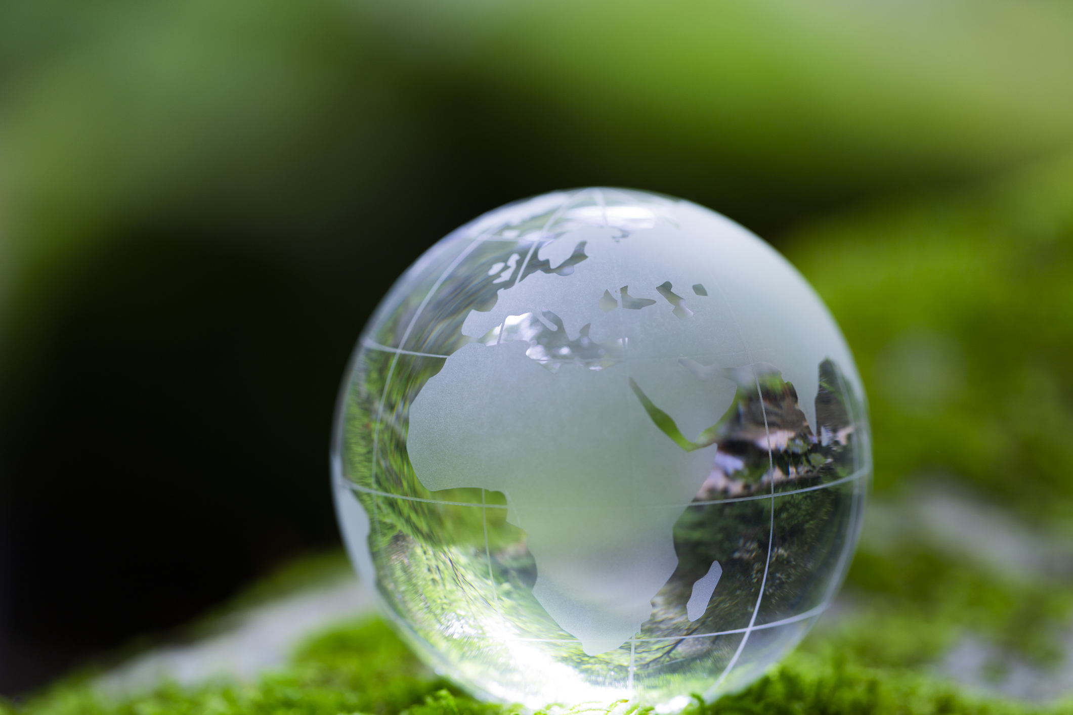 earth on moss covered rock in the forest