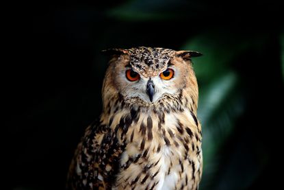 An owl with eyes wide open at dusk.