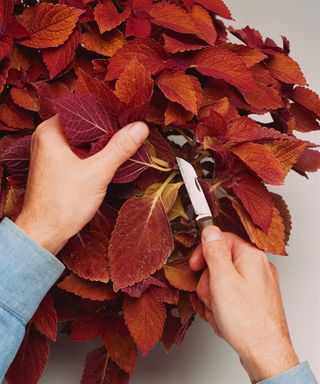 taking a cutting from Coleus Solenostemon