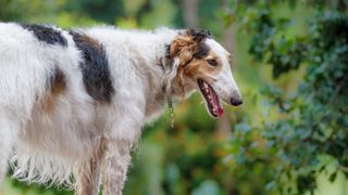 a close up of a tri-colored borzoi outside