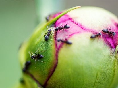 Close up of several ants on a peony bud