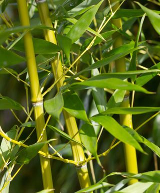 bamboo stems