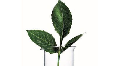 leaves in a glass
