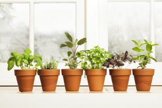 a row of herbs in terracotta pots