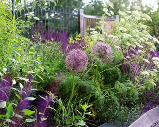 purple planting at horatio's garden