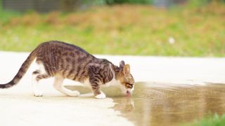 Cat drinking out of puddle