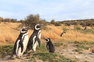 magellanic penguin