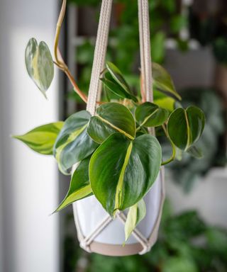 Small Philodendron scandens Brasil in macrame planter indoors