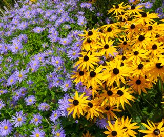 yellow rudbeckia and blue asters in mixed bed