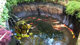 picture of koi pond being drained and cleaned