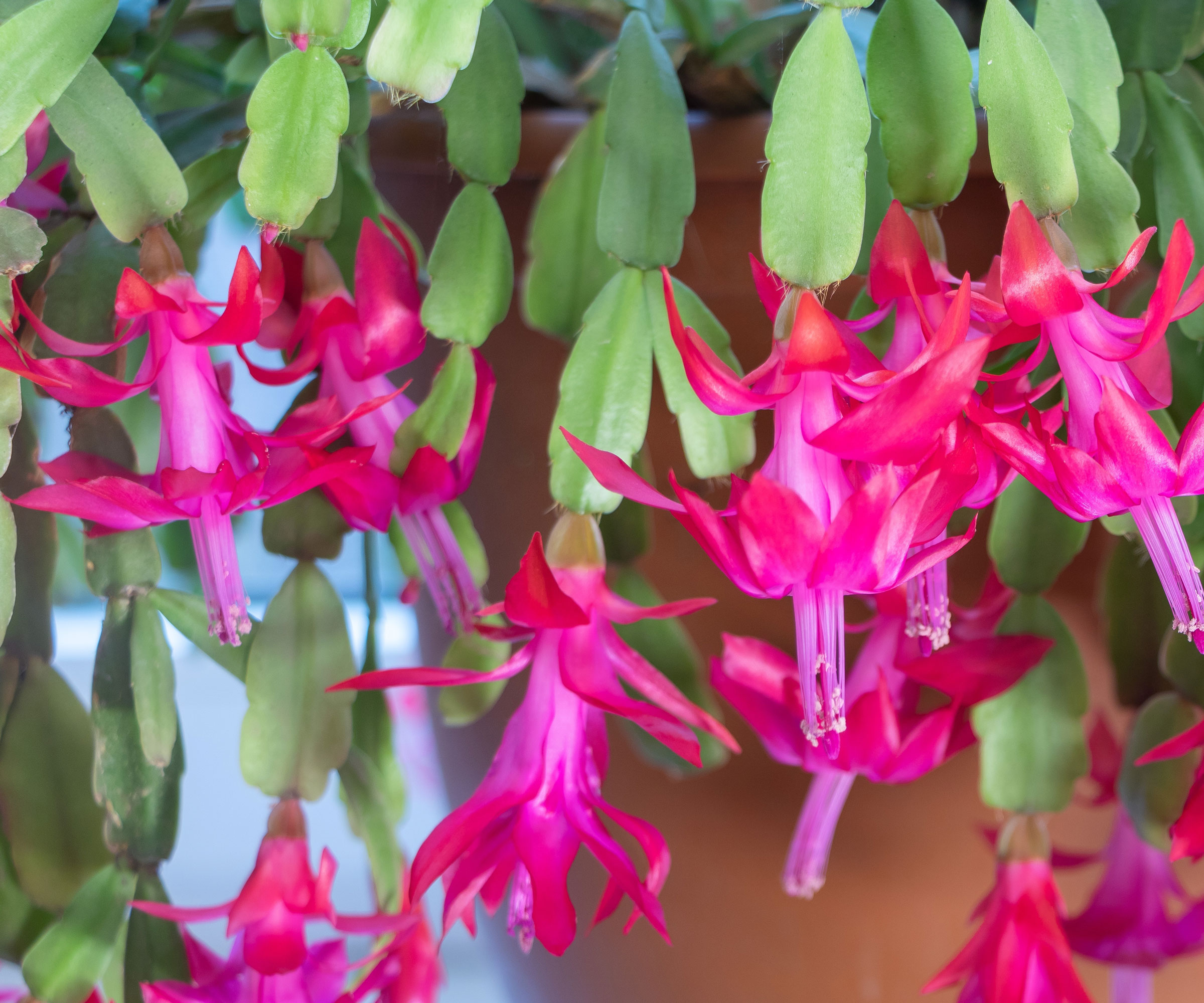 Christmas cactus with bright pink flowers