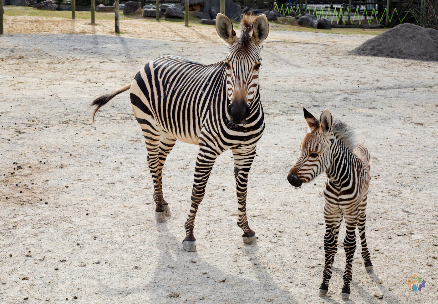Zoo Knoxville 2