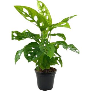 A live monstera plant