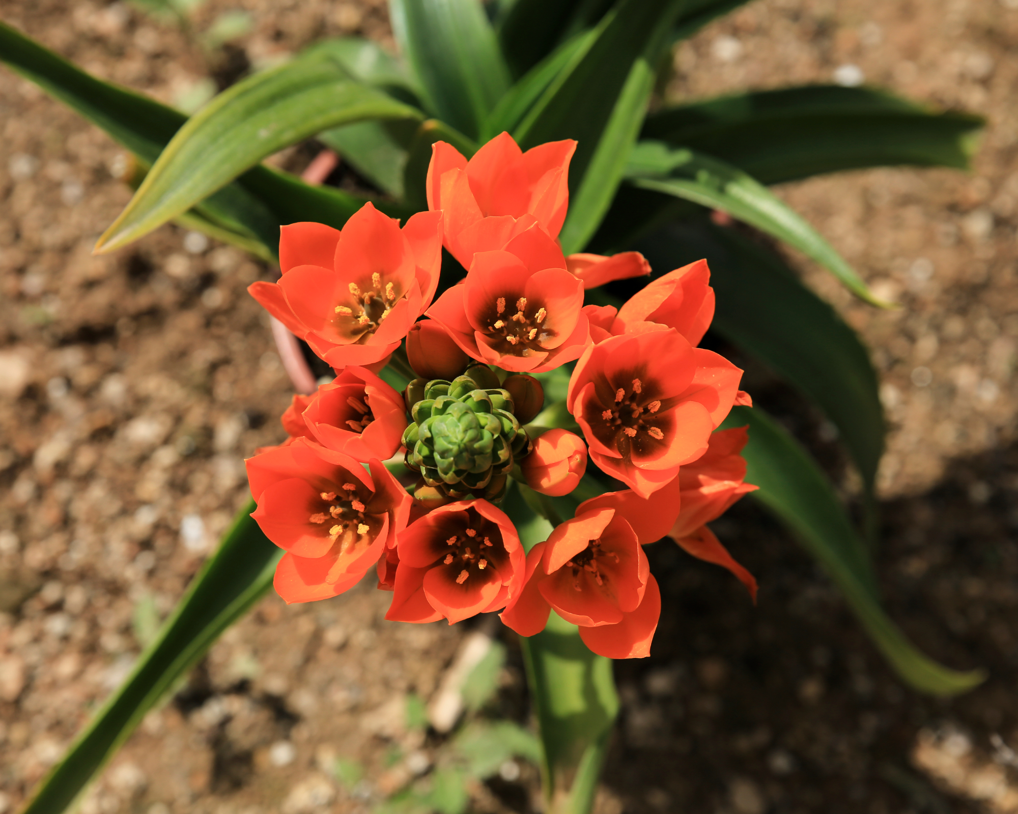 Orange star plant in sandy soil