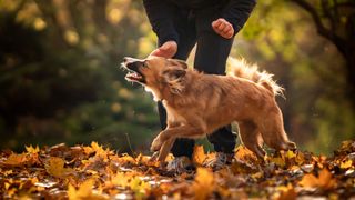 Dog running through fall leaves