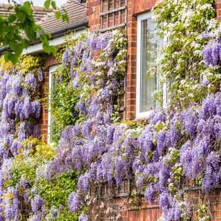 Front of house with wisteria