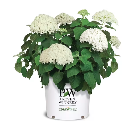 Home Depot, Incrediball Hydrangea