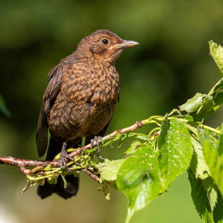 A young Blackbird sat in a Flowering Cherry tree.