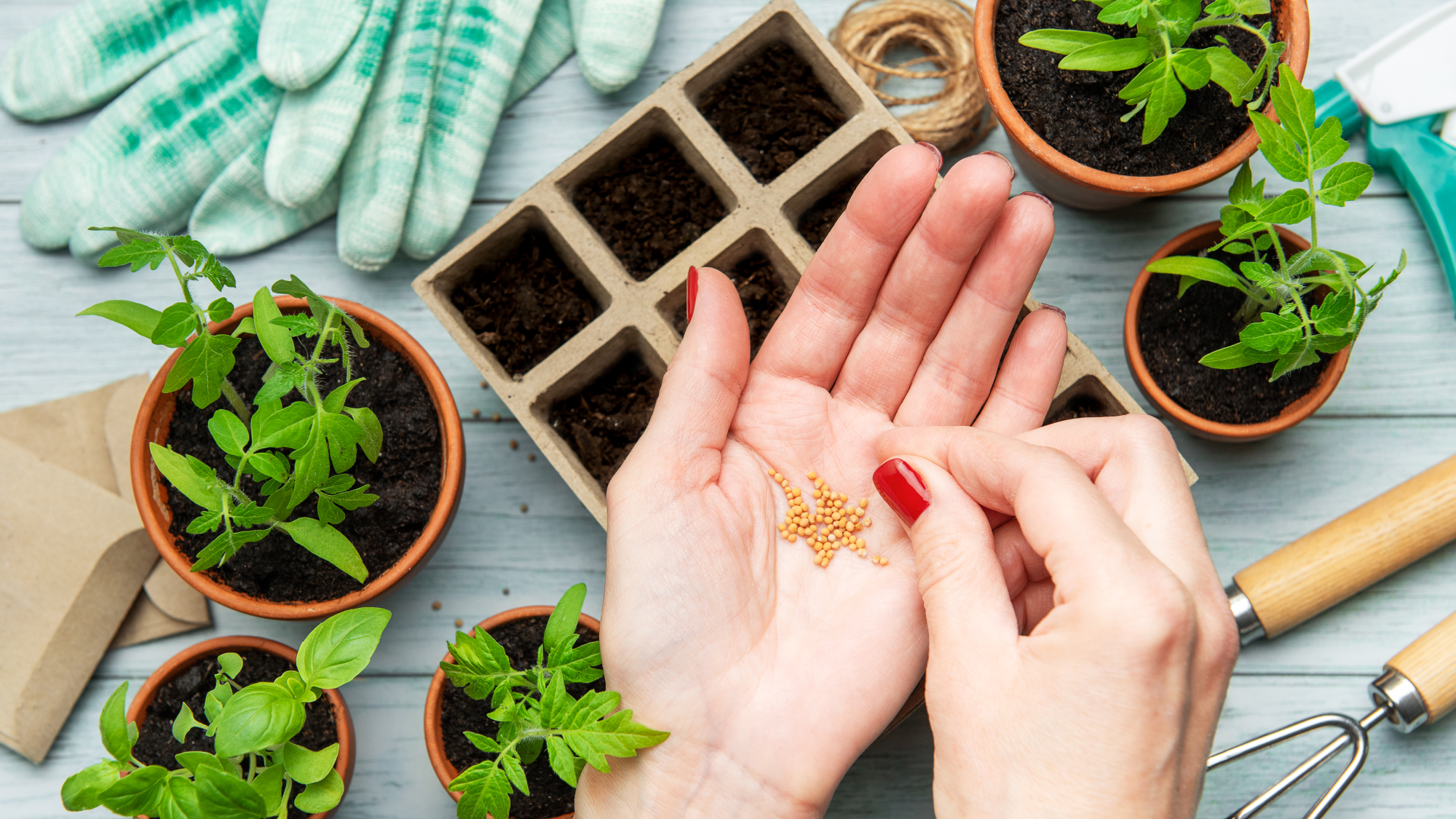 woman planting seeds in a tray