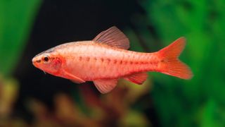 Cherry barb