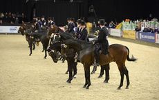 2018 horse of the year show judges