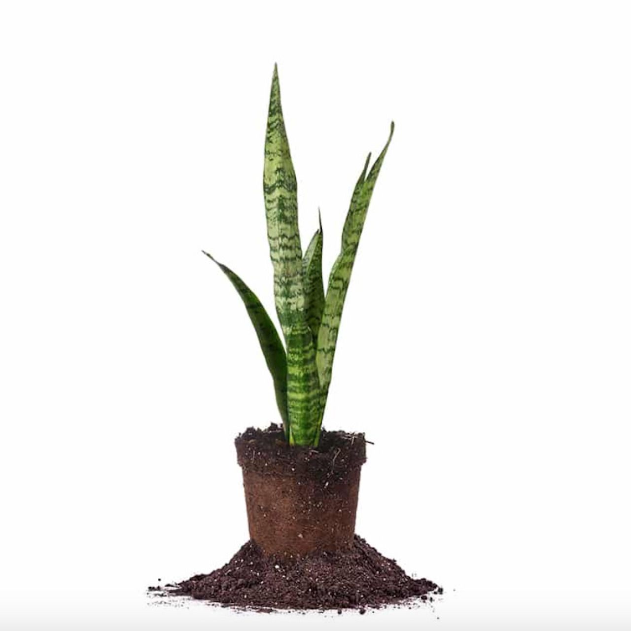 Tanaman ular Sansevieria Zeylanica