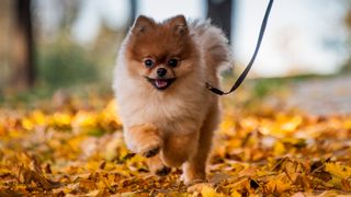 Pomeranian puppy running through autumn leaves