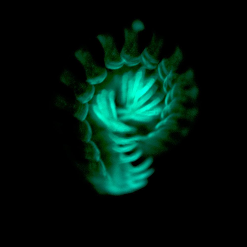 Strange Glowing Millipedes Ooze Cyanide to Foil Predators | Live Science