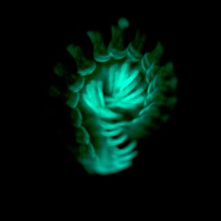 glowing millipede in long-exposure photo