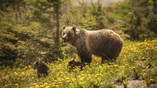 Mother grizzly bear and cubs at Jasper National Park, Canada