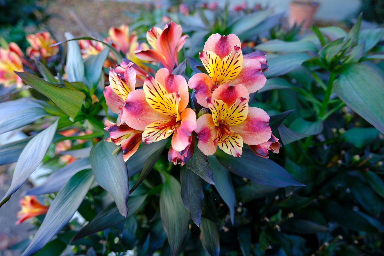 Fujifilm X-T4 review