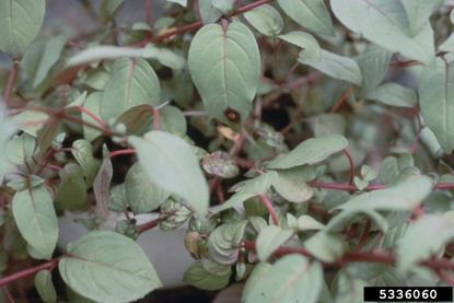 Spotted Diseased Fuchsia Plants