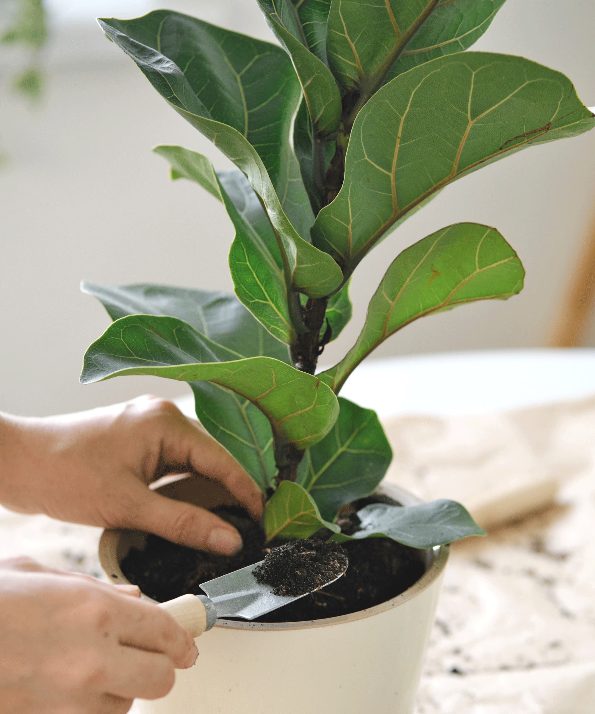 fiddle leaf fig plant and trowel