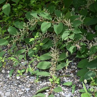 A flowering Japanese Knotweed