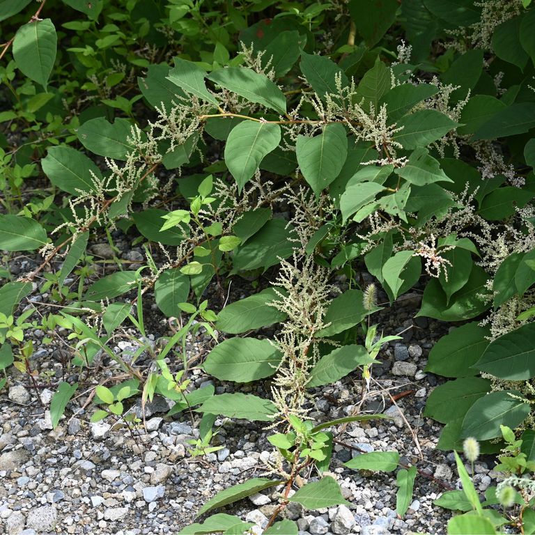 How to get rid of Japanese knotweed properly | Ideal Home