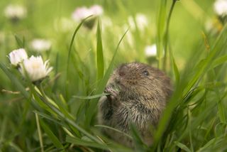 Bank vole by Jamie Unwin.