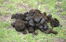 horse poo electricity