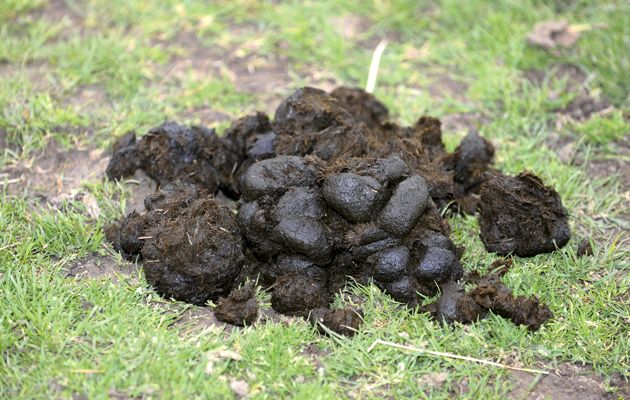 Why horse poo could be the answer for engineers