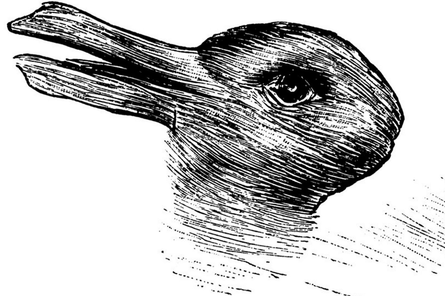The Duck & Rabbit Optical Illusion - How Creative Are You? | Marie ...