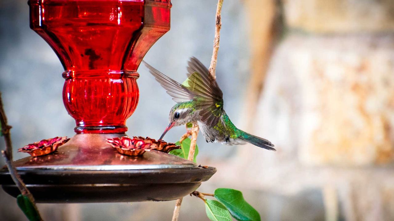 hummingbird on red feeder