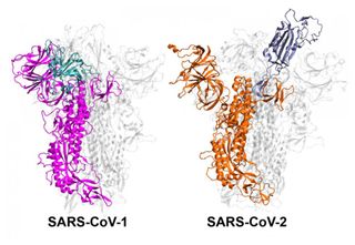 An illustration of the spike protein for SARS-CoV-1 and SARS-CoV-2. A new study finds that SARS-CoV-2 is more stable in the active "up" position than SARS-CoV-1; the latter quickly alternates between the active and inactive "down" position.
